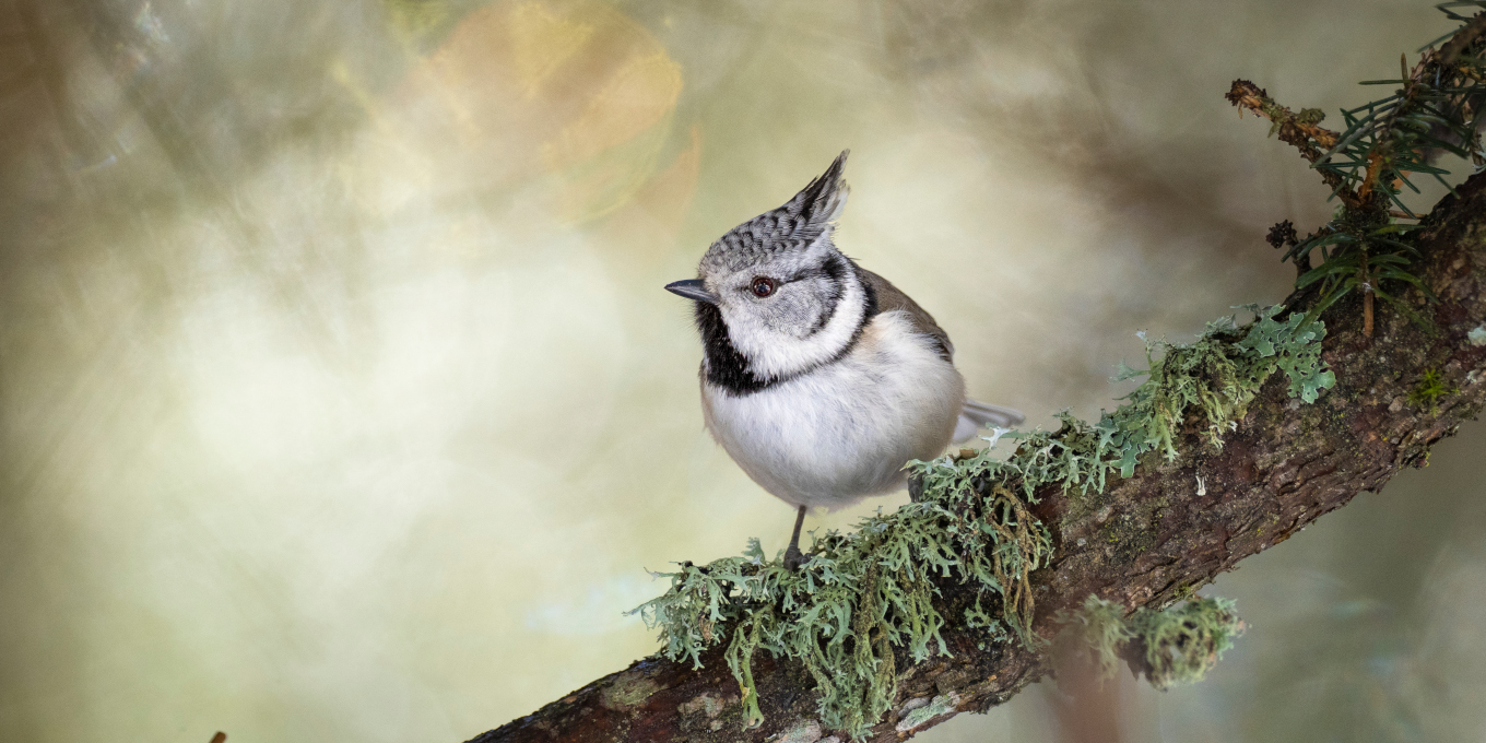 Mésange huppée (Lophophanes cristatus)